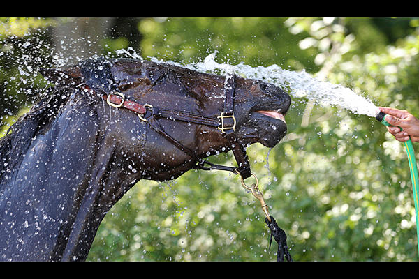 horsey, waters, cats, pajamas