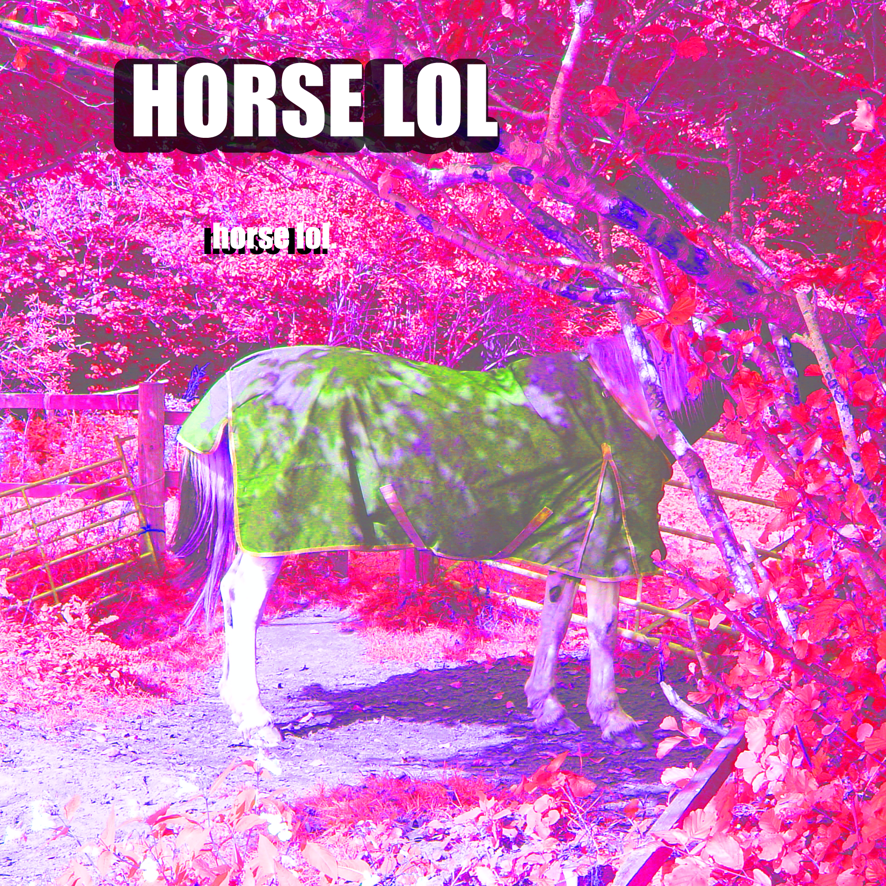 horse lol.