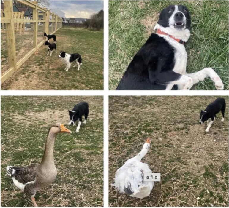 goose control dog training data